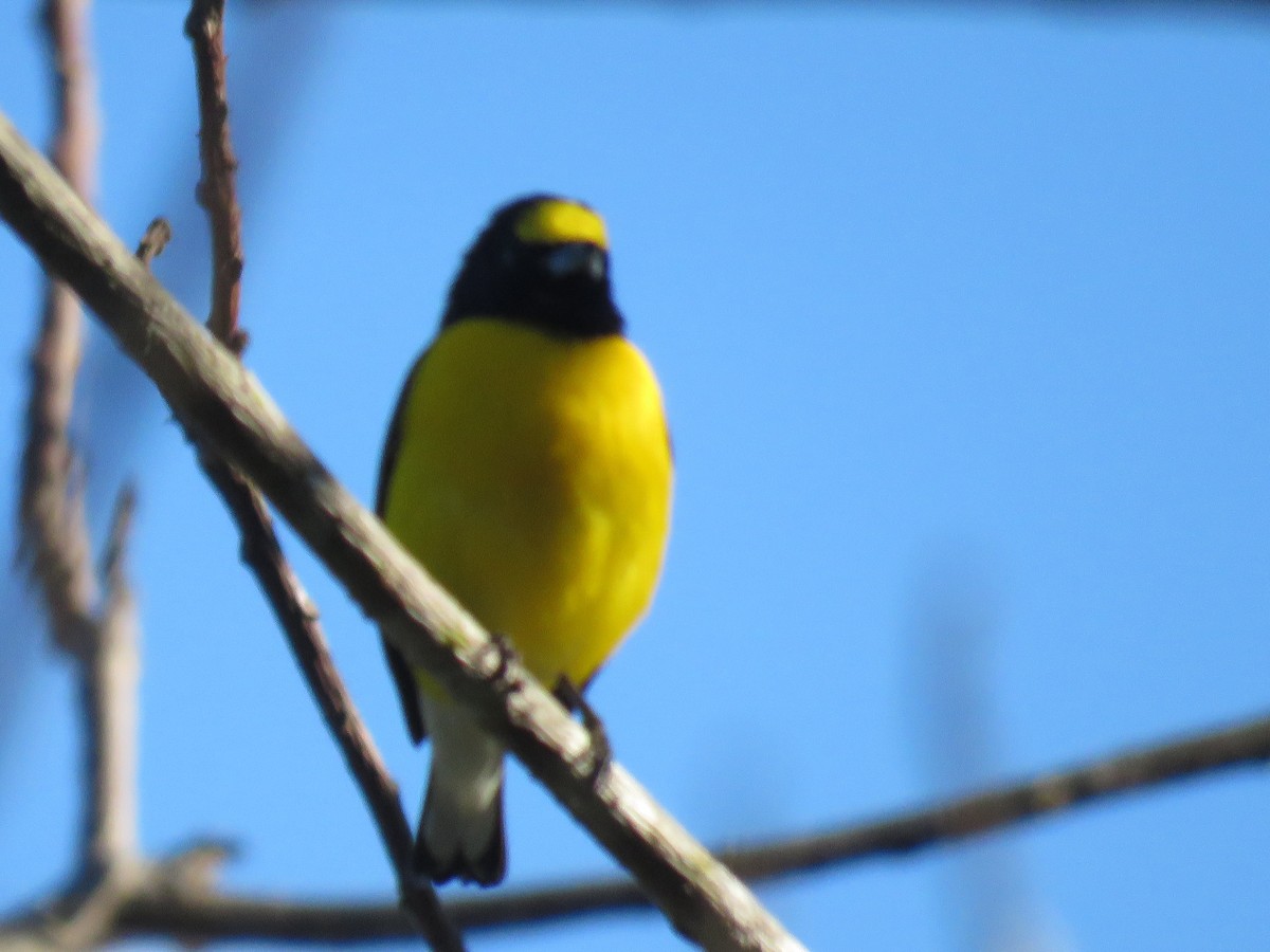 West Mexican Euphonia - ML197624591