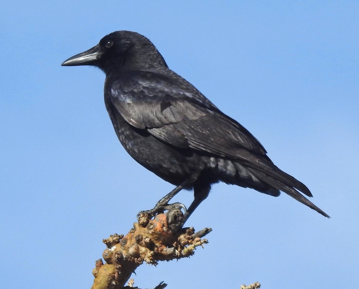 American Crow - lynda fenneman