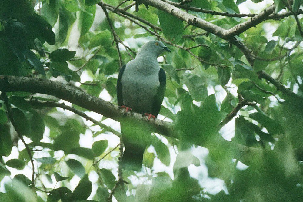 Elegant Imperial-Pigeon - Birdline Australia