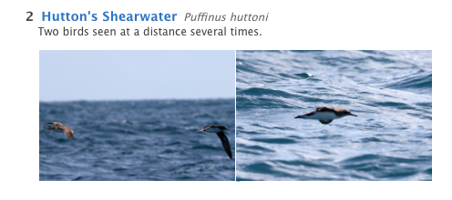 Hutton's Shearwater - Birdline Australia