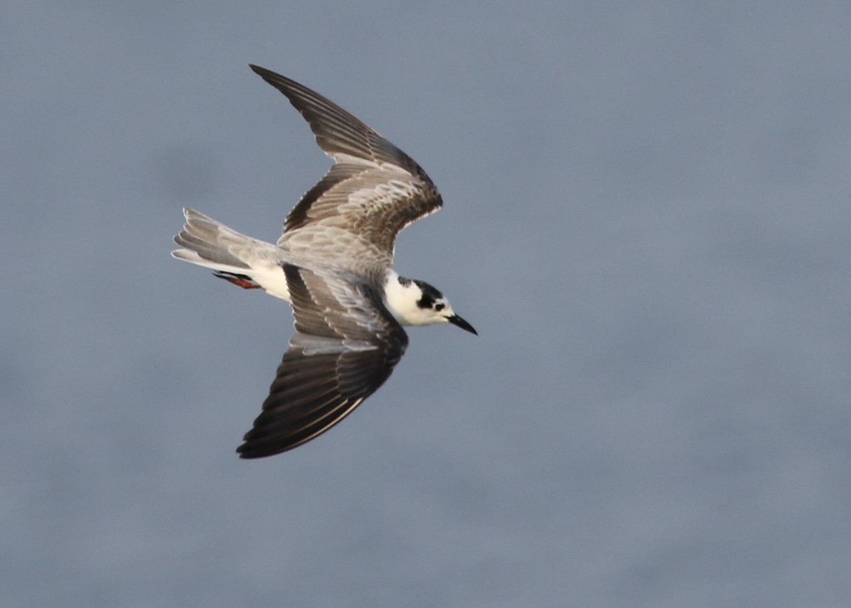 White-winged Tern - Dean LaTray