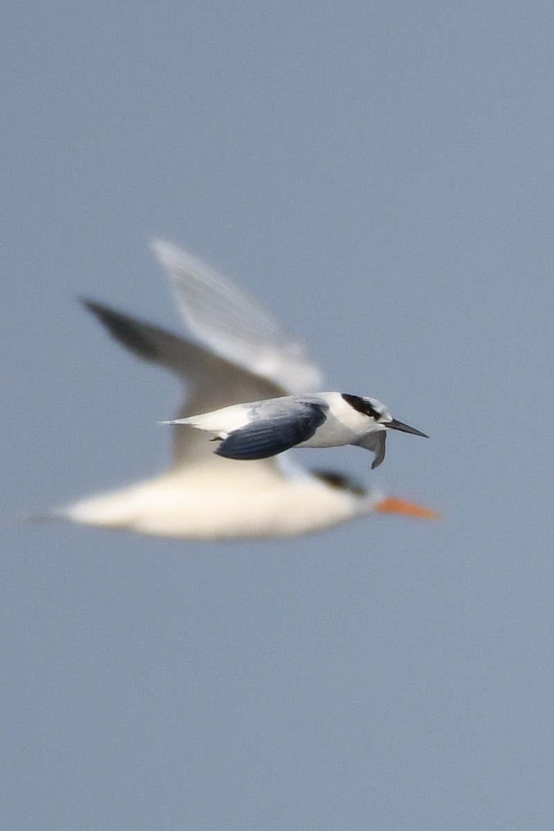Little Tern - Sumit Majumdar