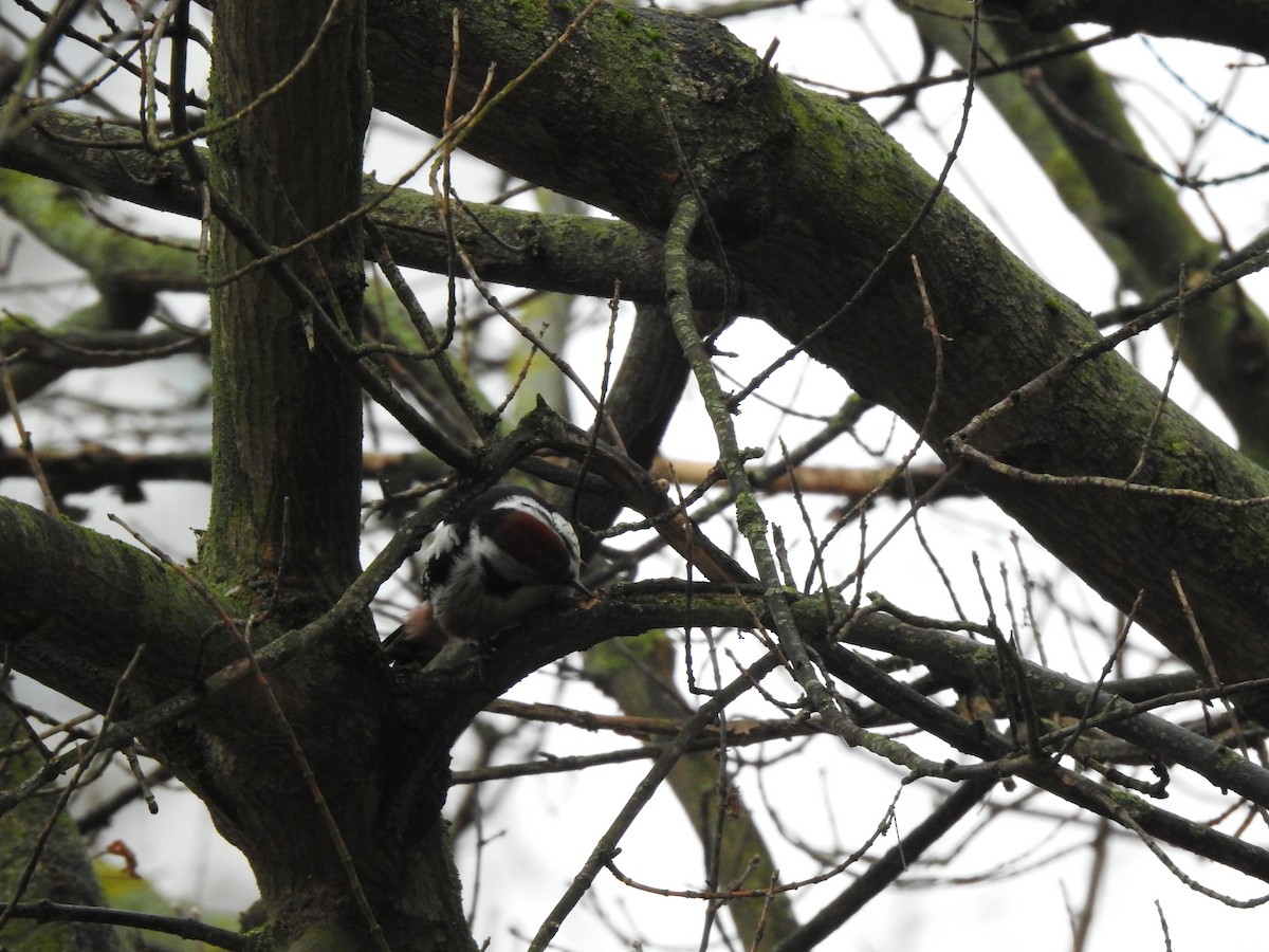 Middle Spotted Woodpecker - Sławomir Karpicki