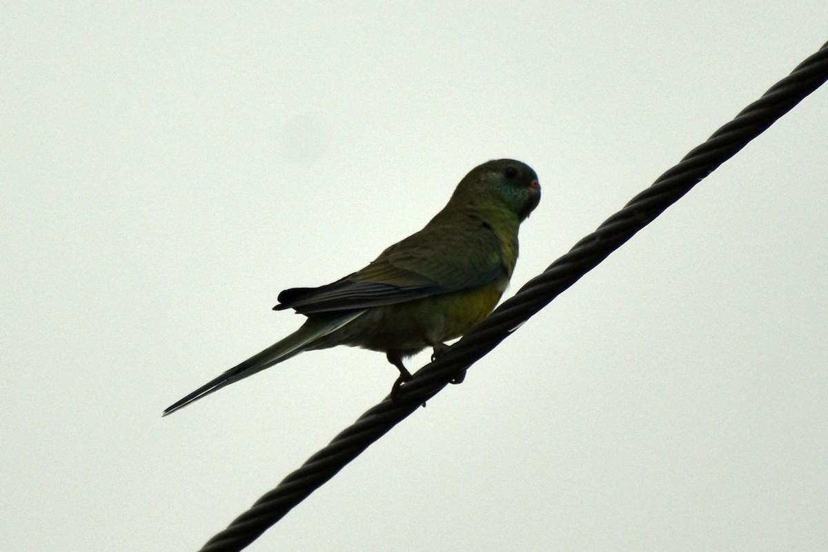 Red-rumped Parrot - ML197638161