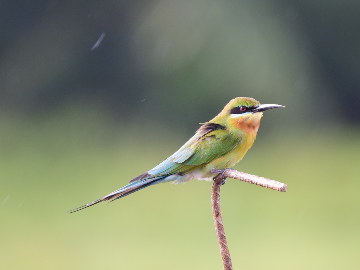 Blue-tailed Bee-eater - Shafeeq Wilson