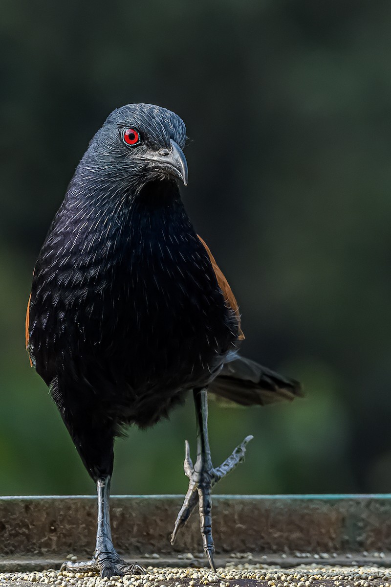Greater Coucal - ML197645661