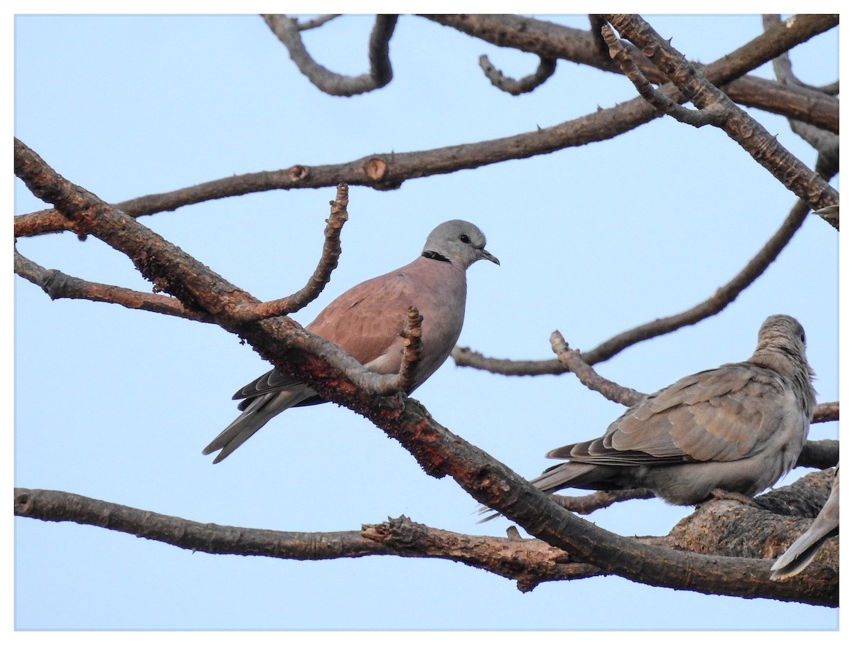 Red Collared-Dove - ML197649231