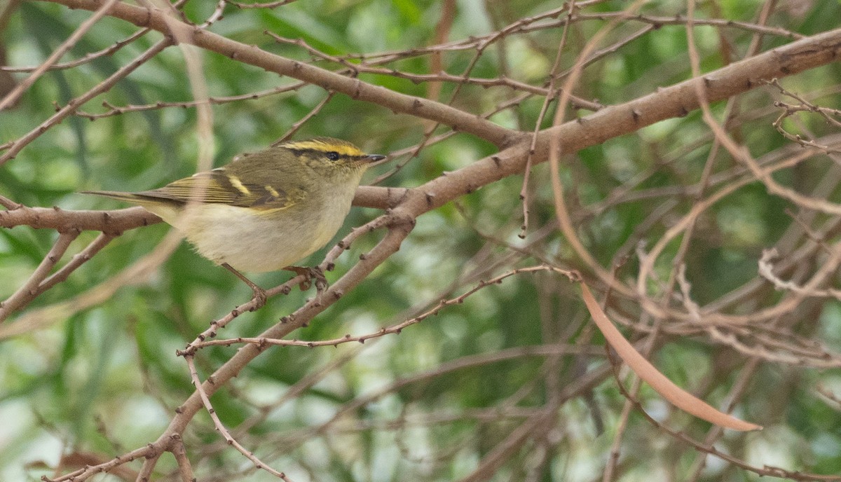 Yellow-browed Warbler - Forest Botial-Jarvis