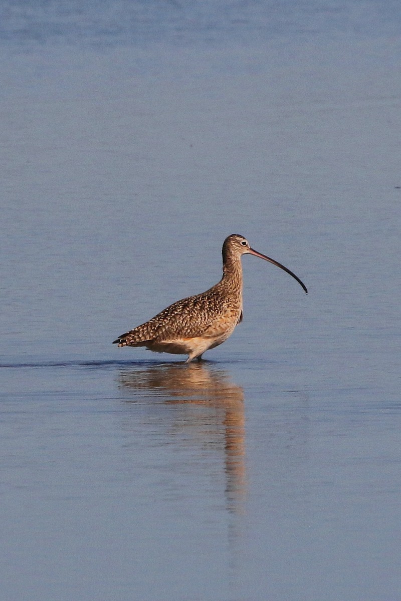 Long-billed Curlew - Don Brode