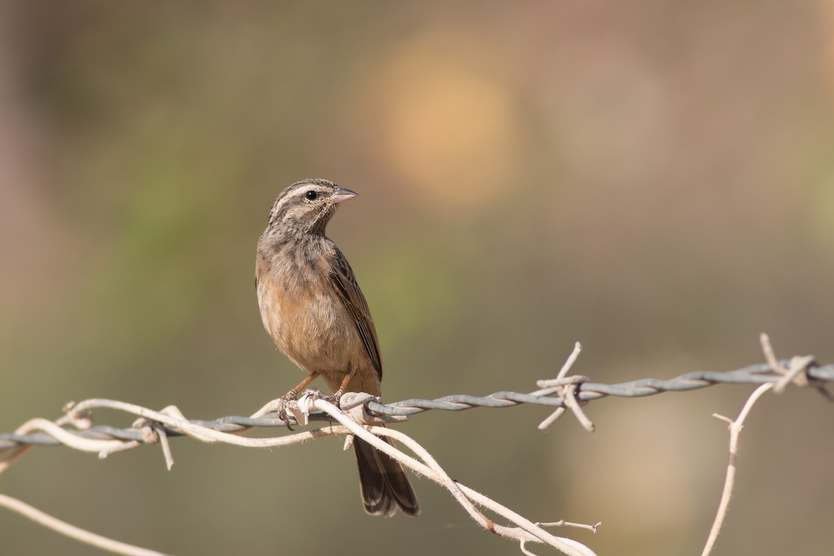 Striolated Bunting - ML197653421
