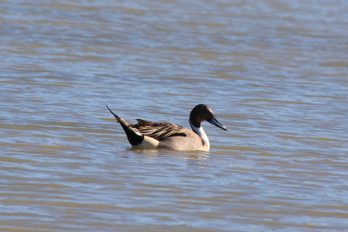 Northern Pintail - Don Brode