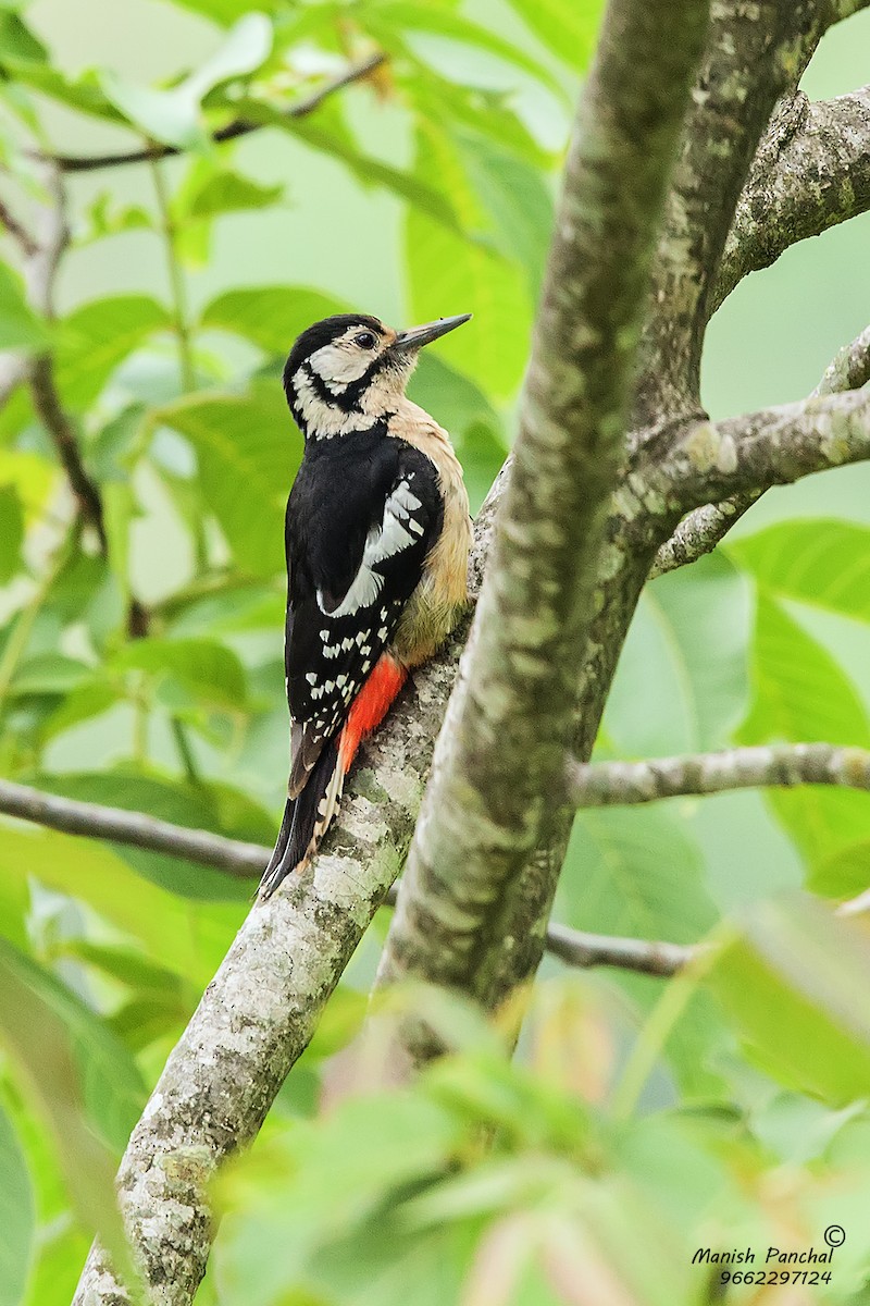 Himalayan Woodpecker - ML197655261
