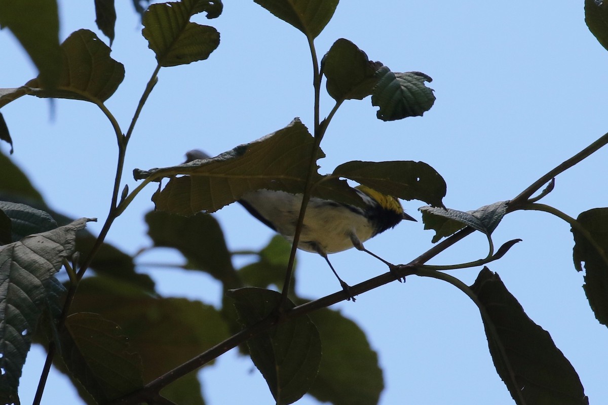 Black-throated Green Warbler - Glen Chapman