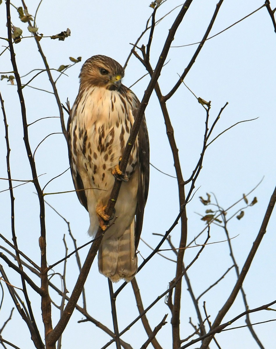 Red-tailed Hawk - ML197658861
