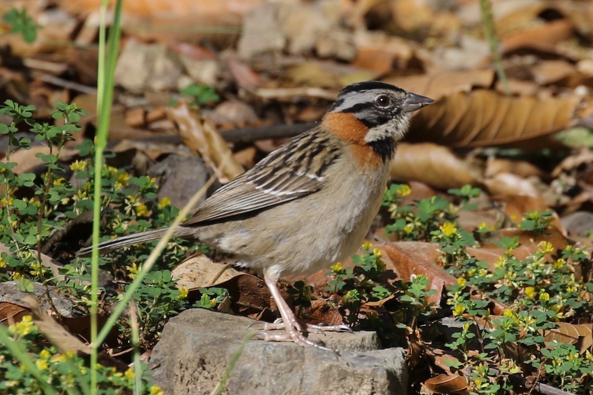 Rufous-collared Sparrow - ML197659501
