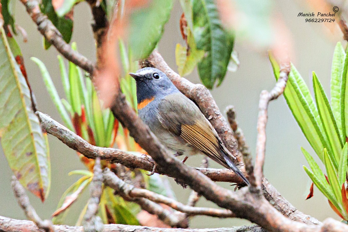 Rufous-gorgeted Flycatcher - Manish Panchal