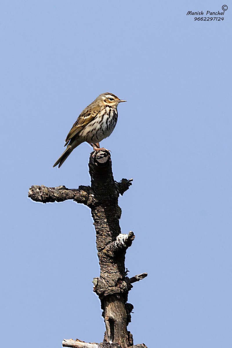 Olive-backed Pipit - Manish Panchal