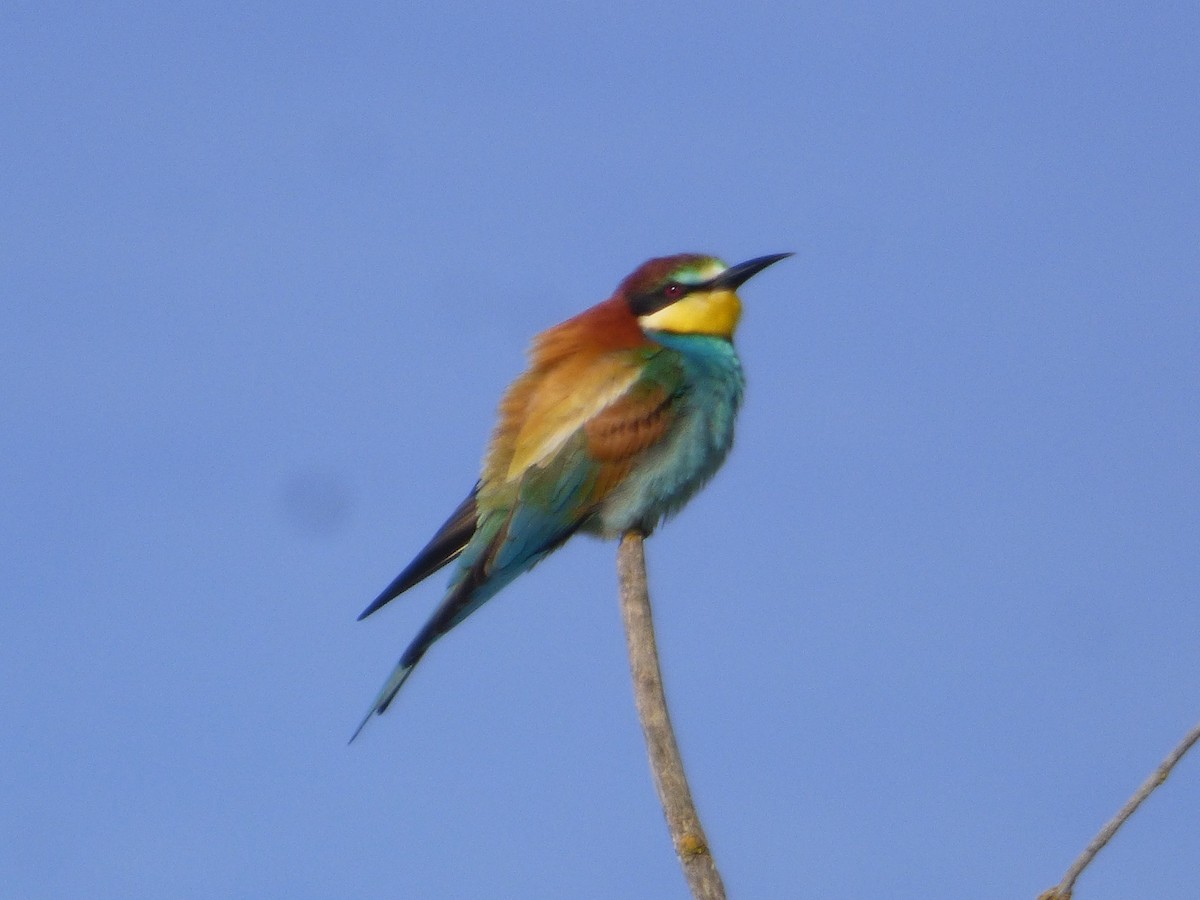 European Bee-eater - Patxi Andueza