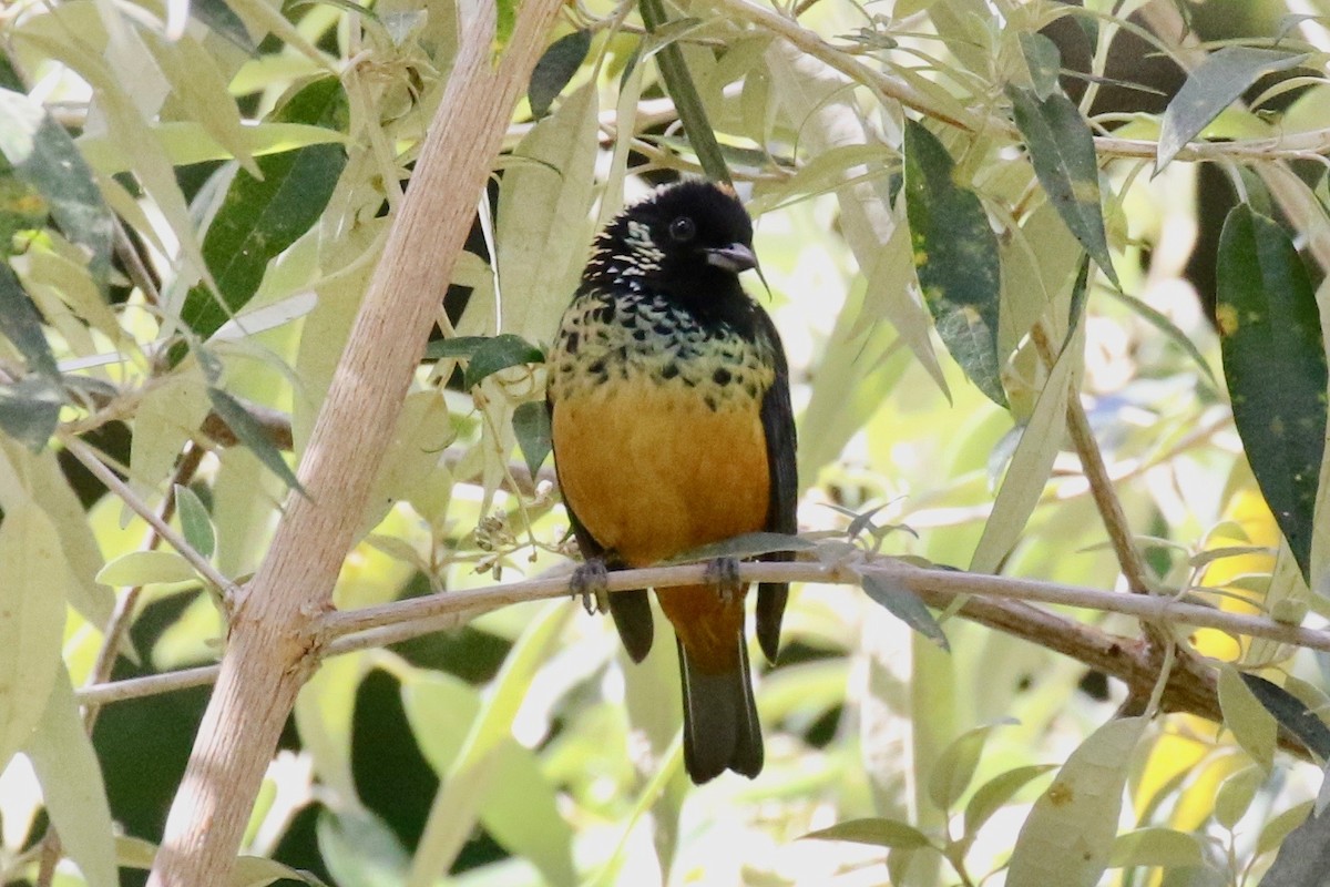 Spangle-cheeked Tanager - ML197660821