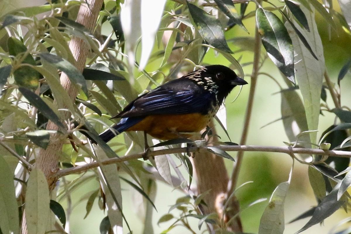 Spangle-cheeked Tanager - ML197660831