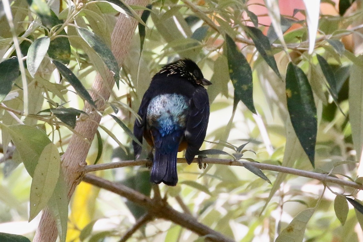 Spangle-cheeked Tanager - ML197660841
