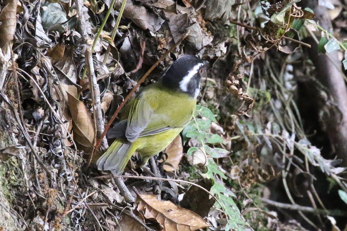 Sooty-capped Chlorospingus - ML197661041
