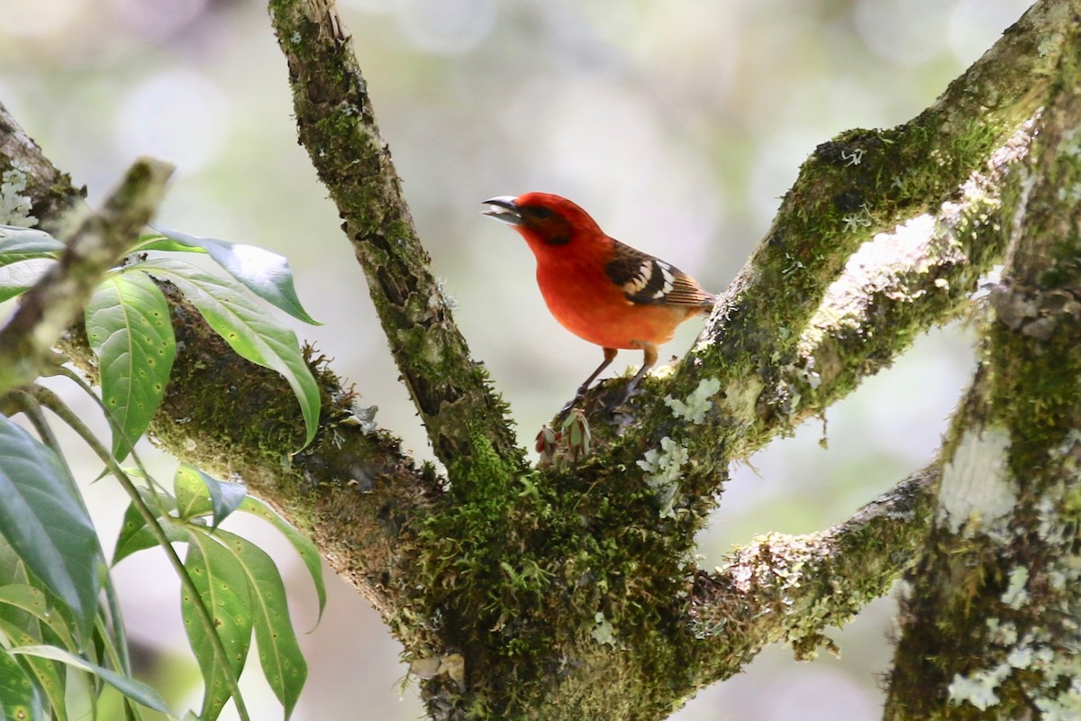 Flame-colored Tanager - ML197661161