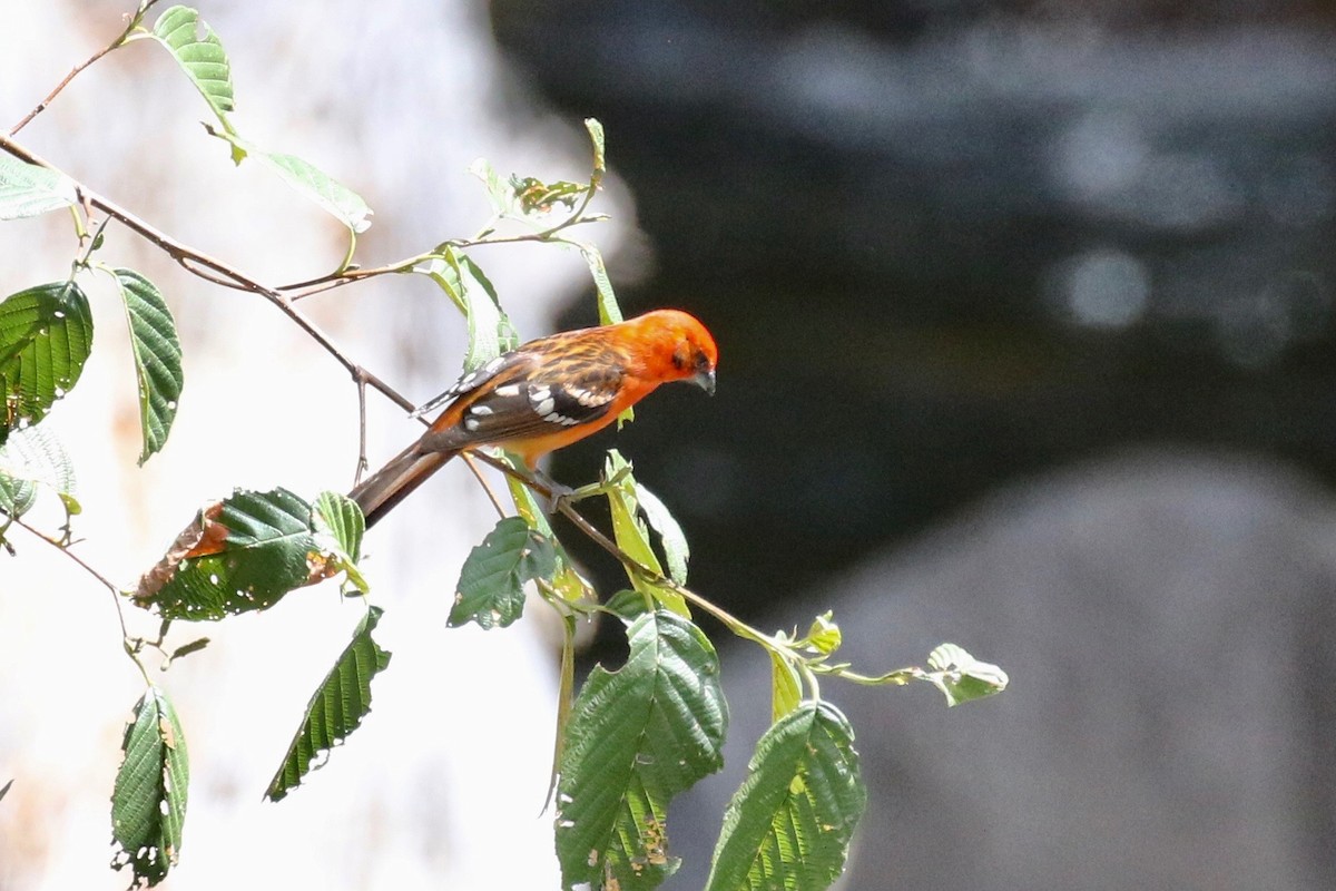Flame-colored Tanager - ML197661181
