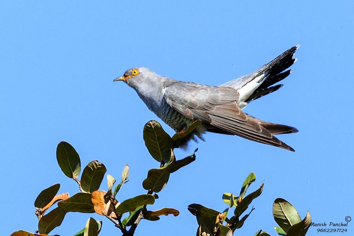 Common Cuckoo - Manish Panchal