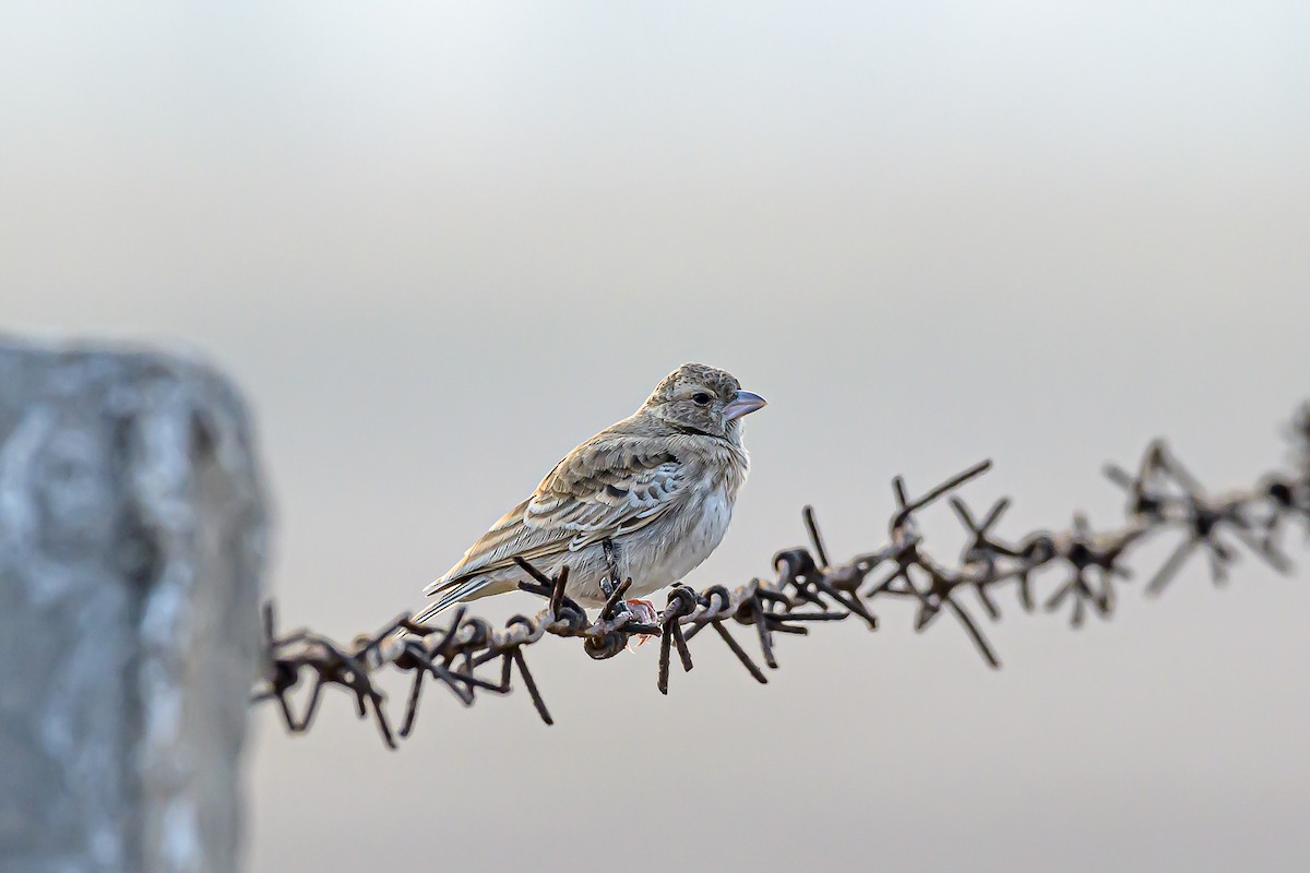 Ashy-crowned Sparrow-Lark - Nitin Chandra