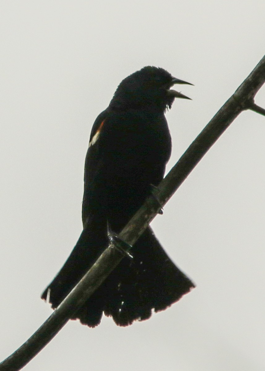 Red-winged Blackbird - Marc Boisvert