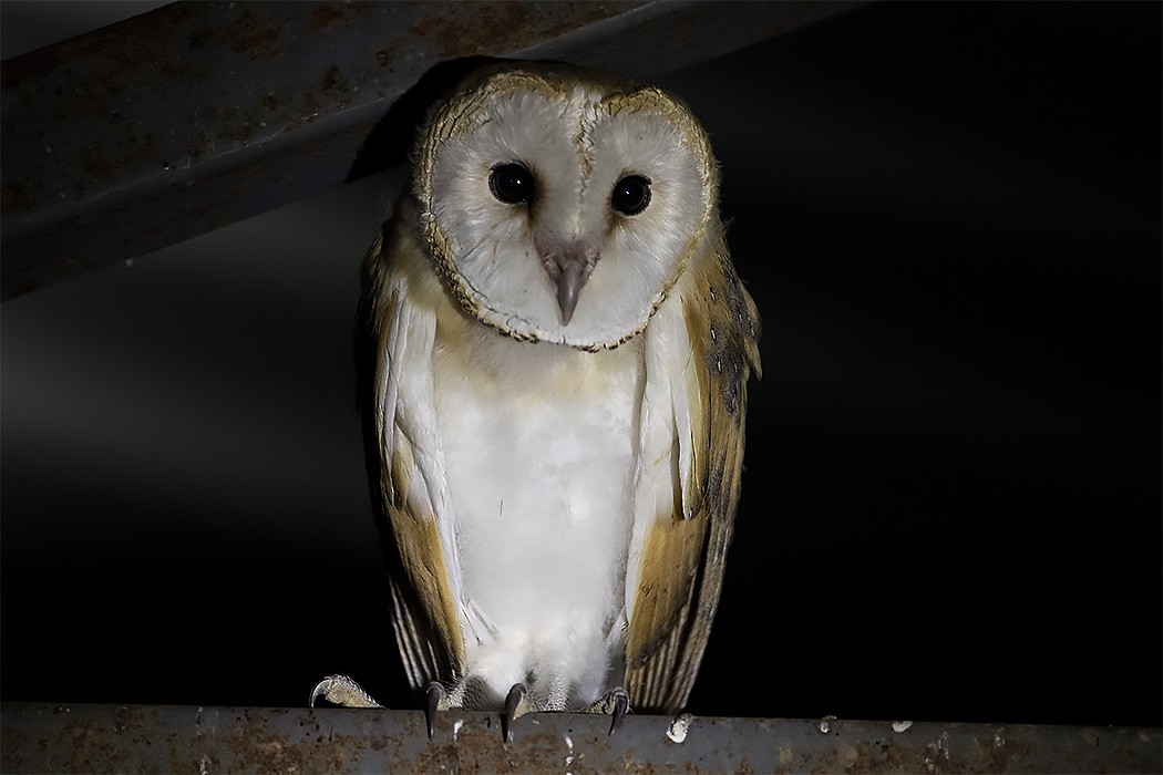 Barn Owl - Göktuğ  Güzelbey