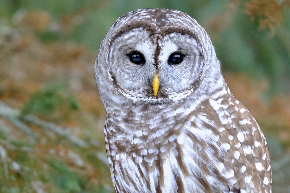 Barred Owl - ML197669681