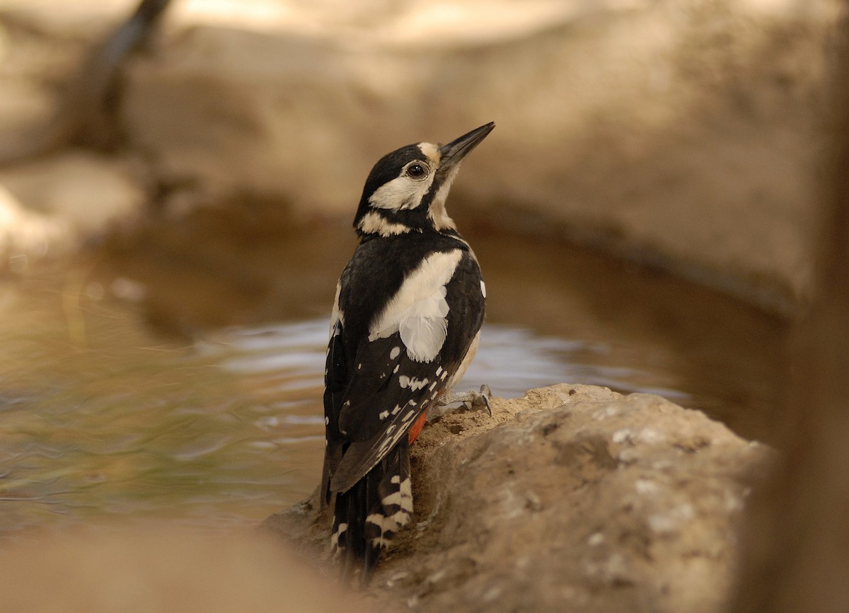 Great Spotted Woodpecker (Canarian) - ML197670031