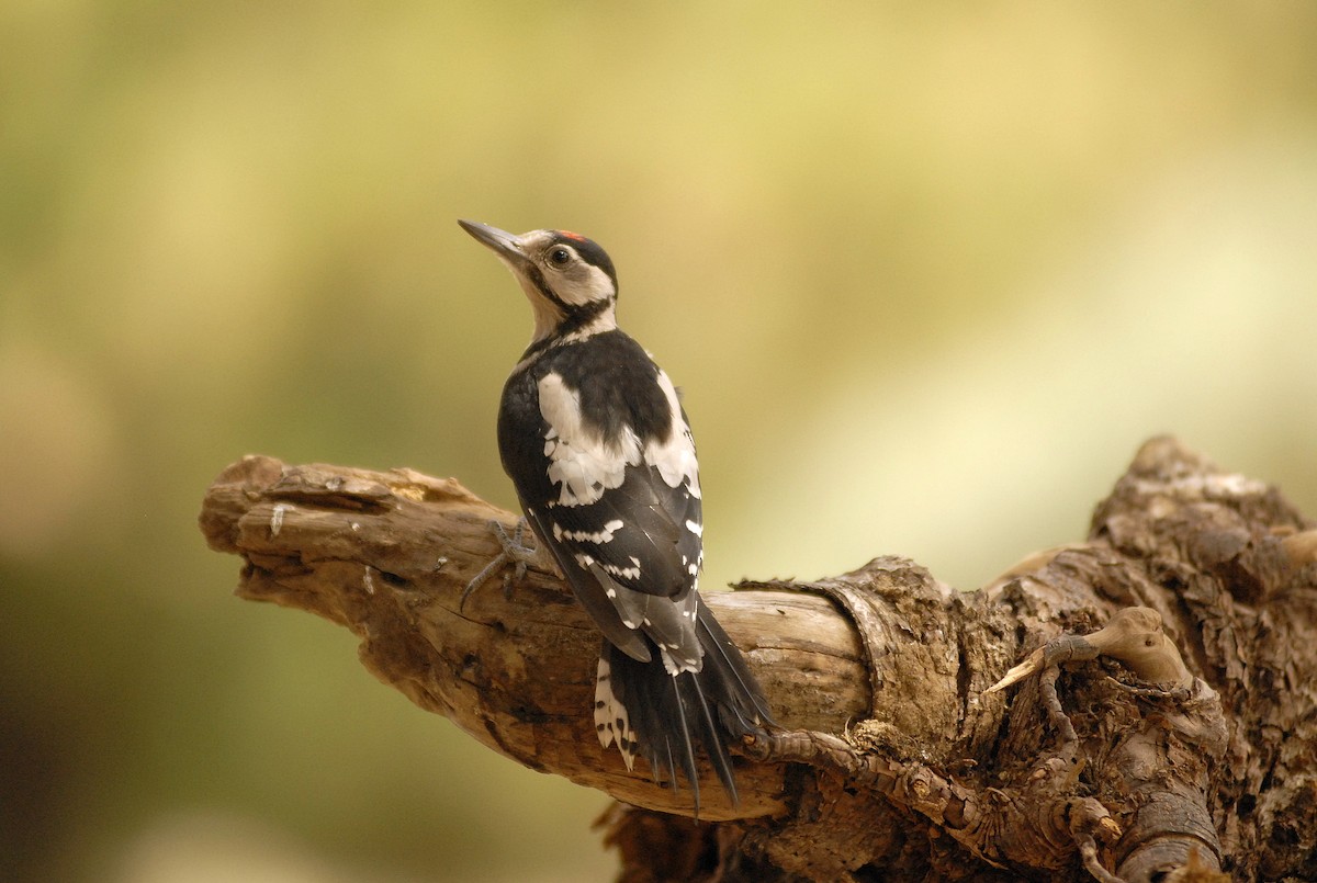 Great Spotted Woodpecker (Canarian) - ML197670141