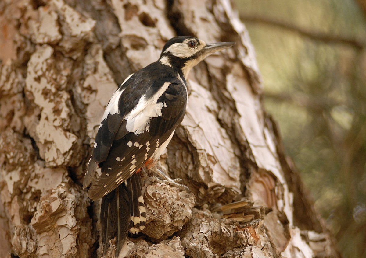 Great Spotted Woodpecker (Canarian) - ML197670151