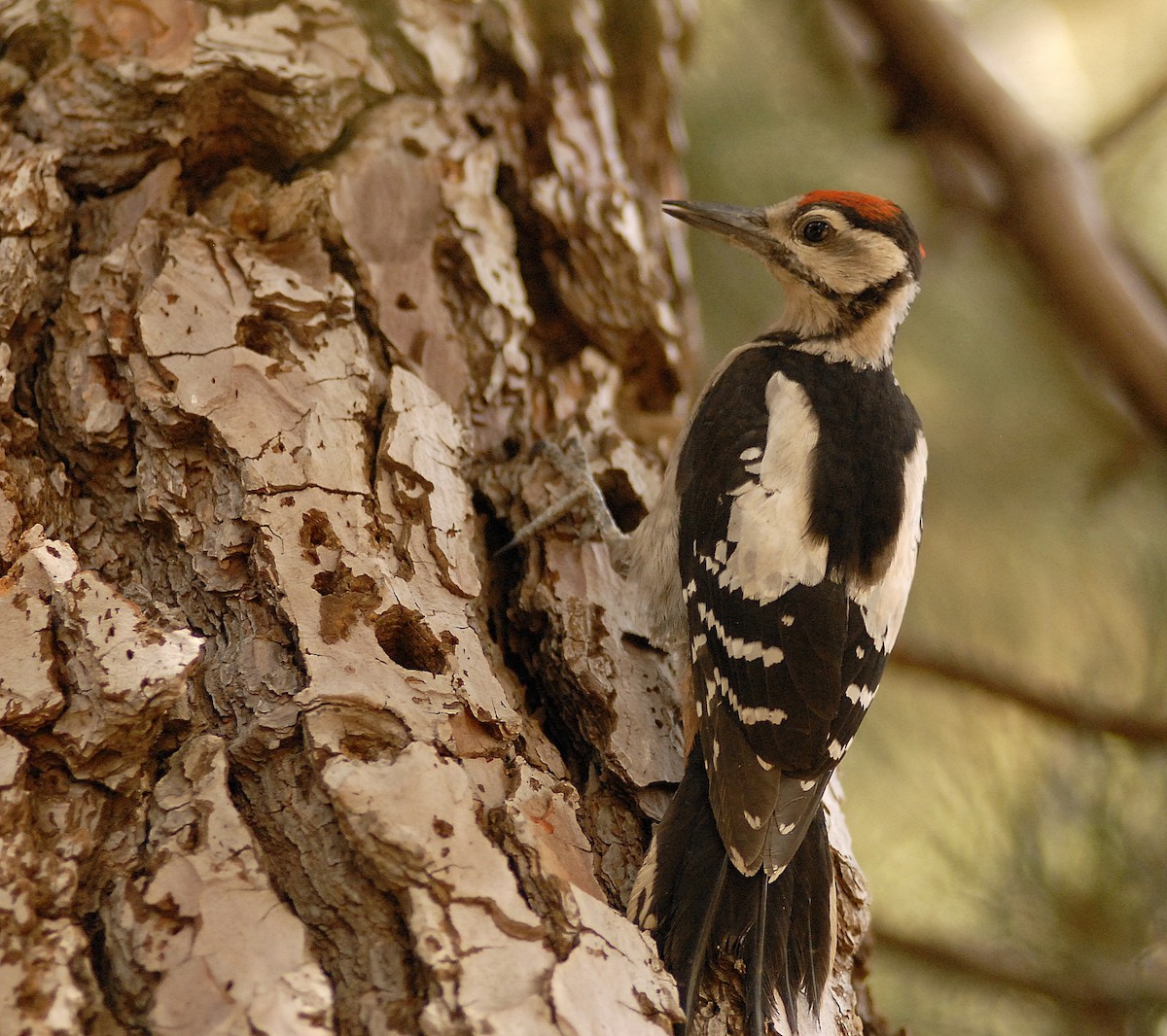 Great Spotted Woodpecker (Canarian) - ML197670471