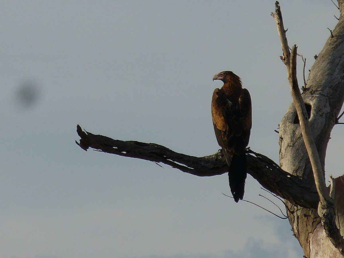 Wedge-tailed Eagle - Mattea Taylor