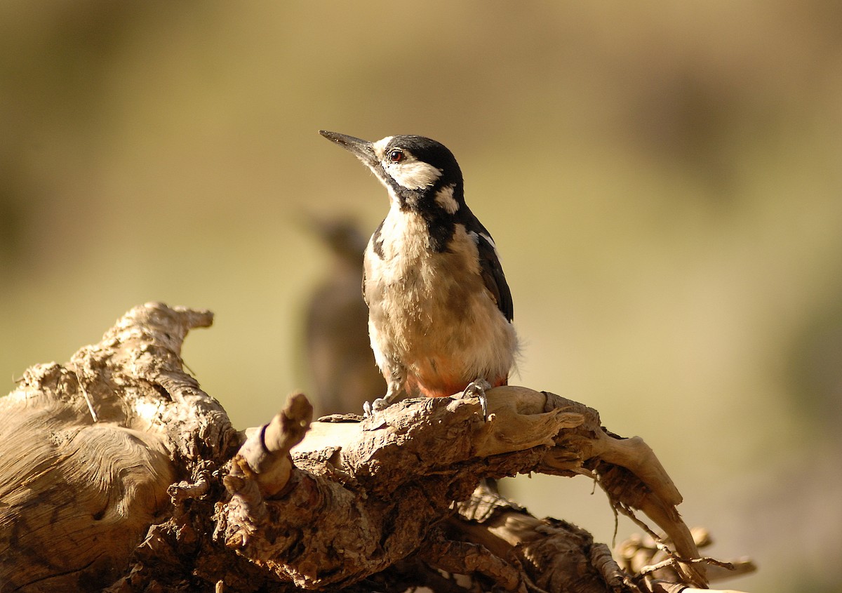 Great Spotted Woodpecker (Canarian) - ML197672201