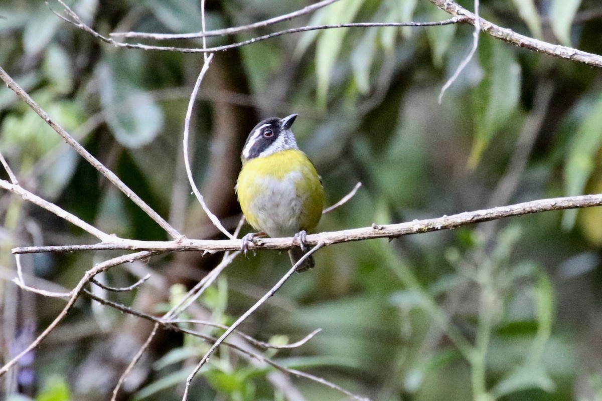 Sooty-capped Chlorospingus - ML197679571