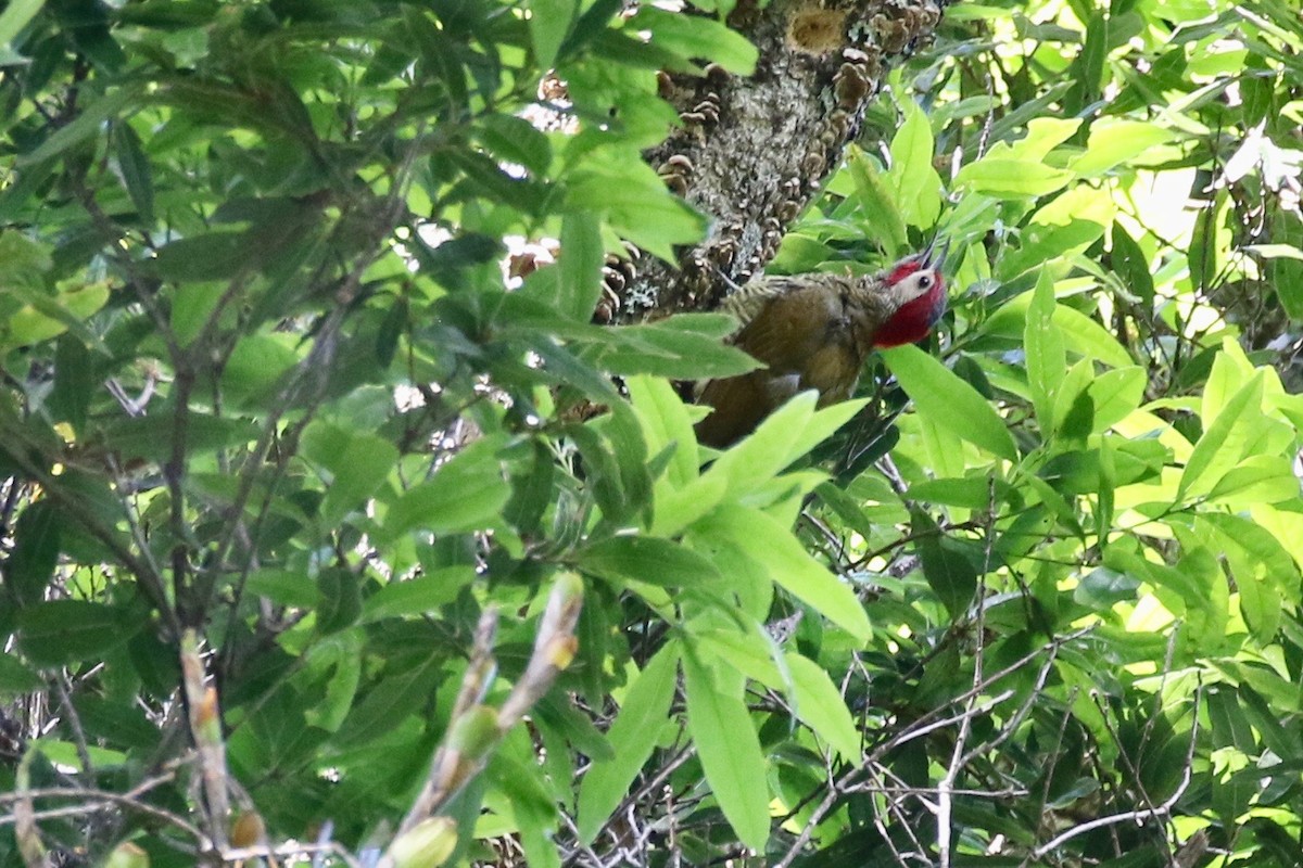 Golden-olive Woodpecker - Glen Chapman