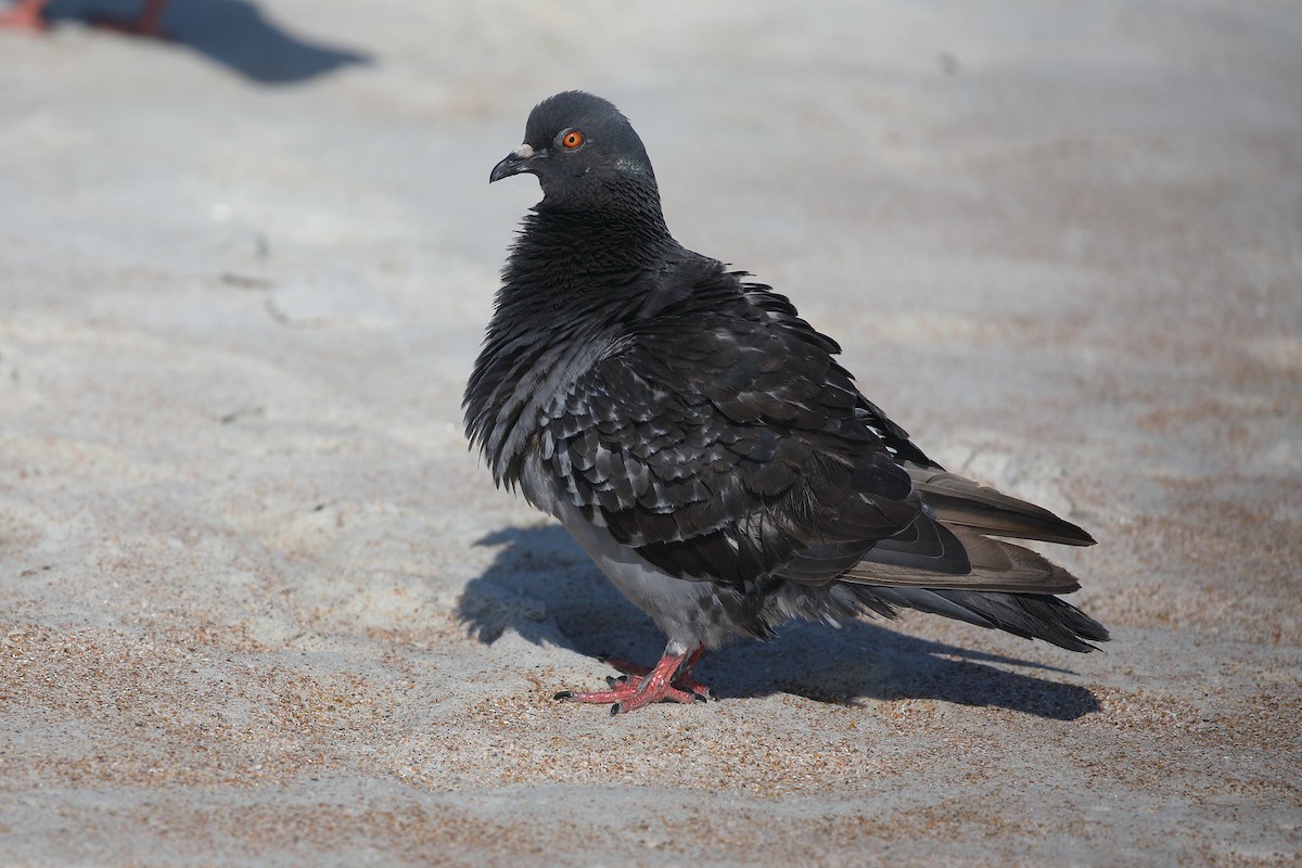 Rock Pigeon (Feral Pigeon) - Scott Evans