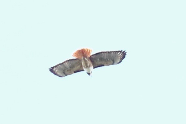 Red-tailed Hawk - ML197681391