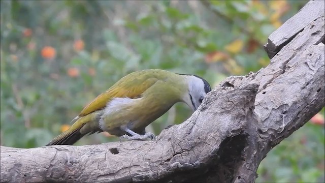 Gray-headed Woodpecker - ML197681721