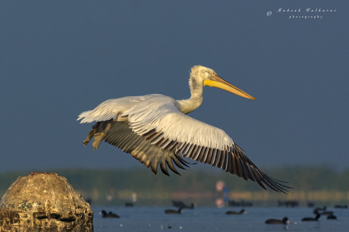 Great White Pelican - Mahesh Kulkarni