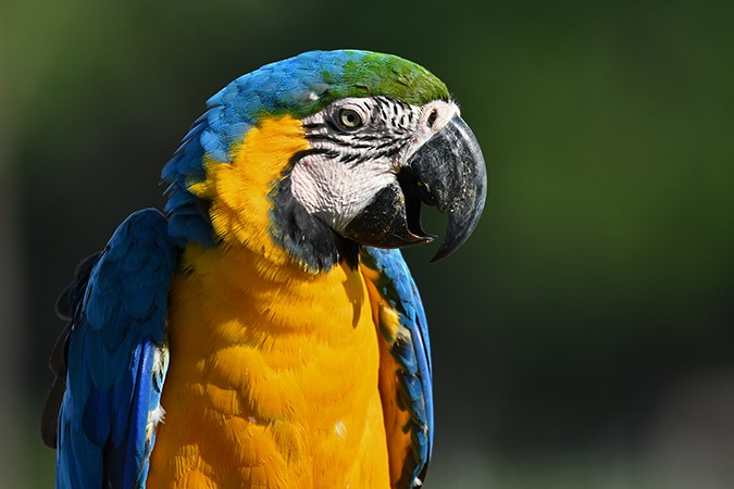Blue-and-yellow Macaw - Guido Bennen