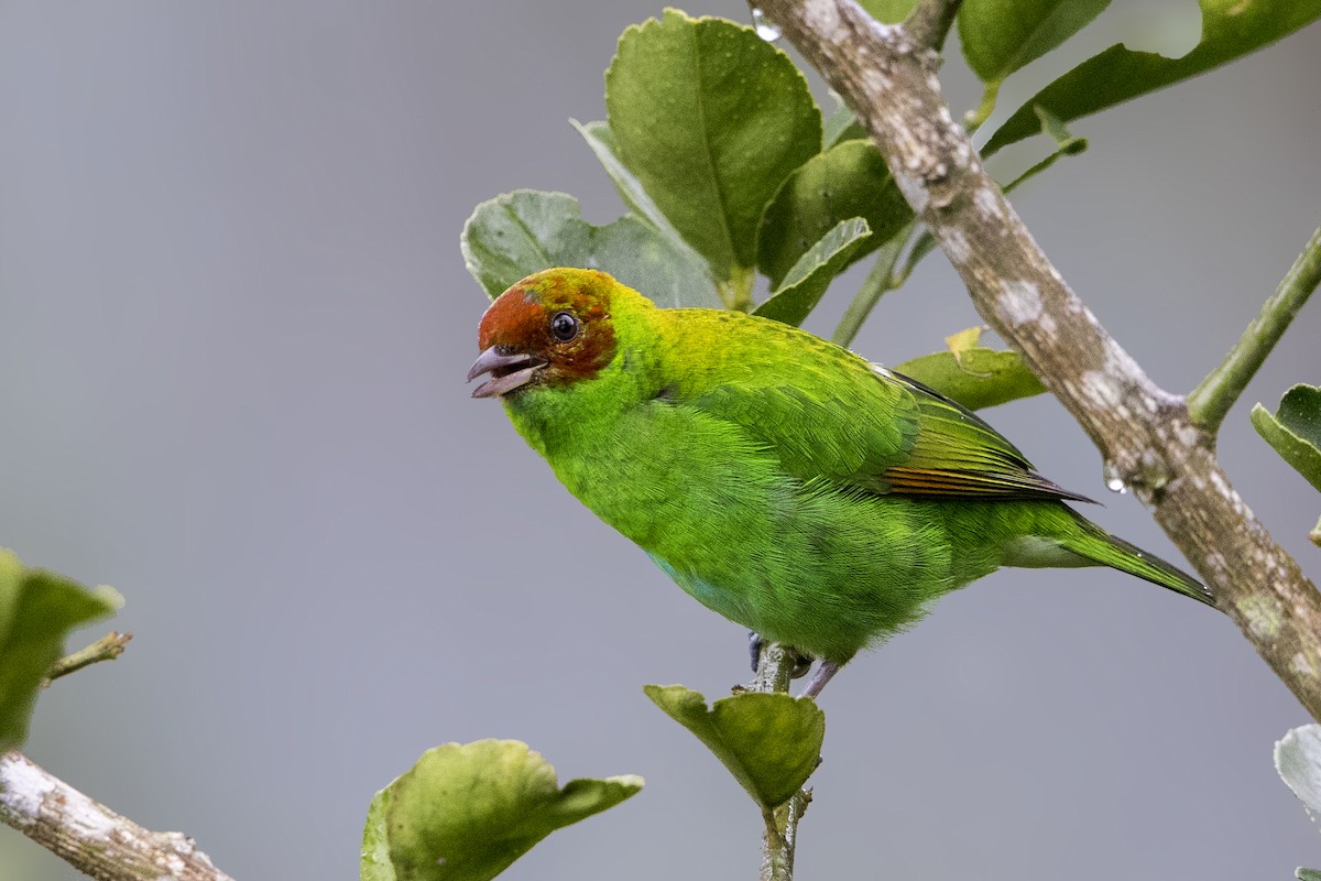 Rufous-winged Tanager - ML197687391