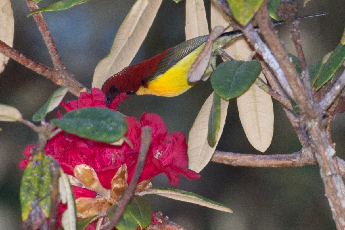 Mrs. Gould's Sunbird (Yellow-breasted) - William Stephens