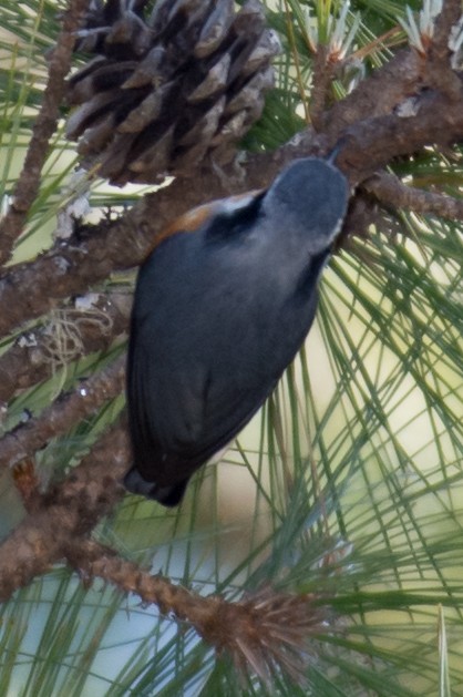 White-browed Nuthatch - ML197695991