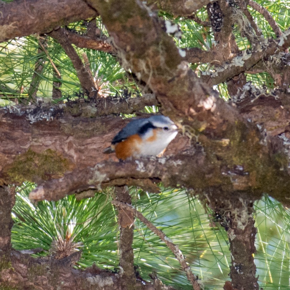 White-browed Nuthatch - ML197696001